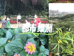 -金鸡山公园
