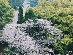 -武汉大学-樱园