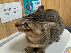 -瑞派新吉太郎宠物医院·重症转诊中心·泌尿道(嘉禾望岗院)