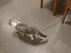 -猫色咖啡·猫咖