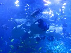 -太平洋海底世界