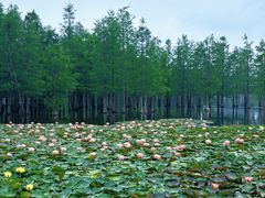 -白鹭湾湿地公园