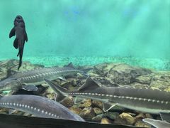 -太平洋海底世界