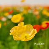 南京赏花好去处之：徐家院