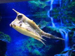 -芜湖新华联大白鲸海洋公园