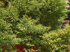 -亭林园-华藏寺