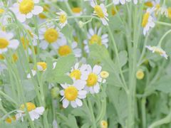 -循礼门鲜花花市(武汉循礼门店)