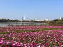 -海珠湖公园