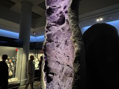 -美国自然历史博物馆