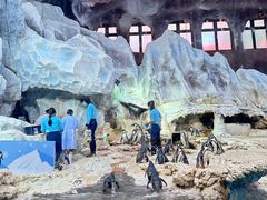 -帝企鹅自助餐厅•儿童岛•真企鹅(长隆企鹅酒店)