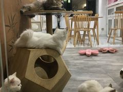 -楼上猫咖(罗湖店)