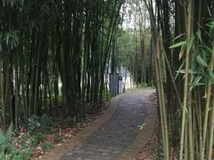 -广州市石门国家森林公园