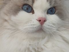 -四月宠物医院·猫专科·心脏专科·内科(转塘店)