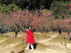 -南国桃园旅游度假区