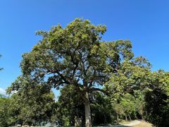 -福建鲤鱼洲酒店