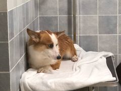 -1013 PET SHOP 宠物商店(近铁城市广场店)