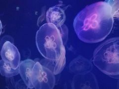 -石家庄极地海洋世界