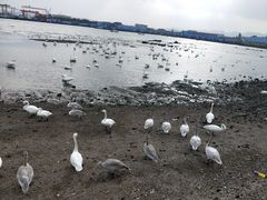 -烟墩角天鹅湖