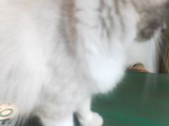 -喵喵咪呀布偶猫咖(春熙路店)