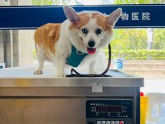 -申普宠物医院·眼科·心内科·影像科(普陀分院)
