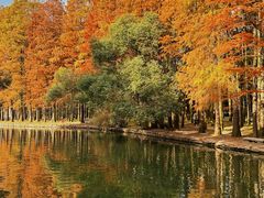 -上海共青森林公园