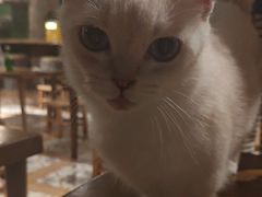 -猫猫幼稚园·撸猫·桌游·电玩