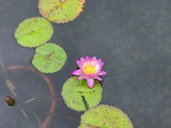 -杭州植物园