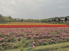 -丹樱生态园