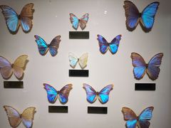 -上海昆虫博物馆