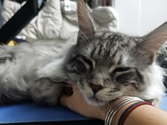 -十年猫舍·猫咪专门店(普陀店)