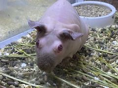 -酷以爬仙阁实体爬宠店·守宫·蜥蜴·专业繁育