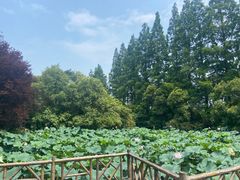 -上海滨江森林公园