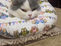 -关爱宠物医院·猫科中心·消化科(滨湖万达分院)