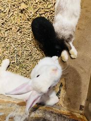 -酷嗒动物文化乐园(cutezoo西溪乐天城店)