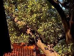 -深圳仙湖植物园