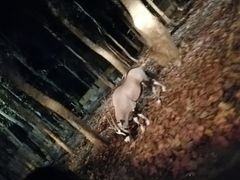 -清迈夜间动物园