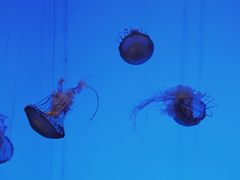-上海海洋水族馆