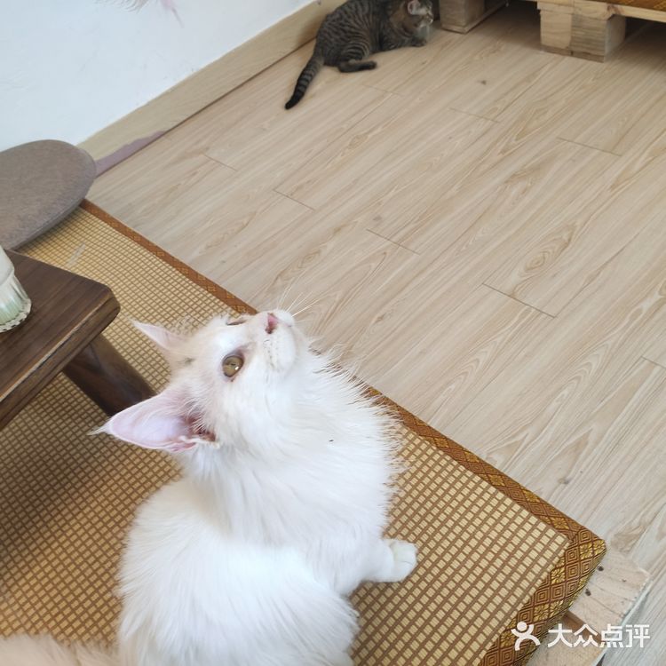 东莞平价猫咖