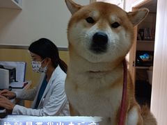 -宠颐生维康宠物医院(金丰店)