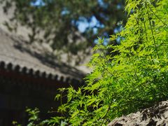 -颐和园