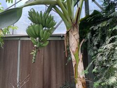 -呀路古热带植物园