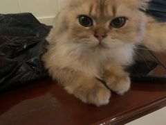 -猫爷宠物生活馆·撸猫馆