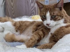 -四月宠物医院·猫专科·心脏专科·内科(转塘店)