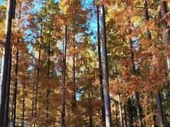 -黄海国家森林公园