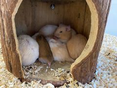 -怪兽屋·羊驼·猫咖·狗咖(俊华广场店)