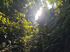 -西双版纳原始森林公园