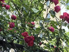 -徐家汇源景区-衡山公园