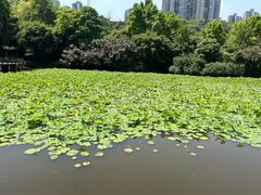 -龙头寺公园