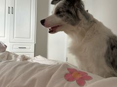 -艾贝尔宠物医院·狂犬免疫点(江山金象城店)