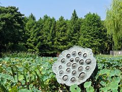 -玄武湖景区-情侣园游乐场